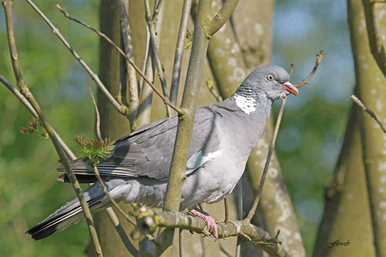 Wood pigeon, Fruit-eating, Flight, Migration