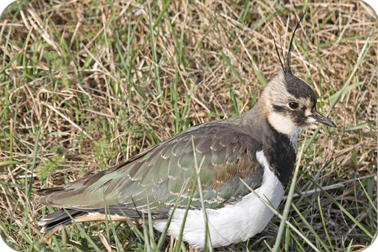 Avefría Europea