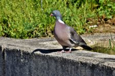 Pigeon_Ramier-04 Pigeon_Ramier-04
