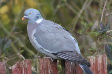 Pigeon_Ramier-05 Pigeon_Ramier-05