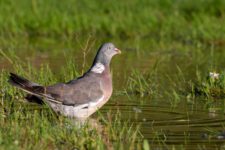 Pigeon_Ramier-17 Pigeon_Ramier-17