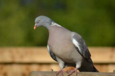 Pigeon_Ramier-19 Pigeon_Ramier-19