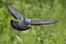 Pigeon_biset-2