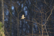 becasse-des-bois-1