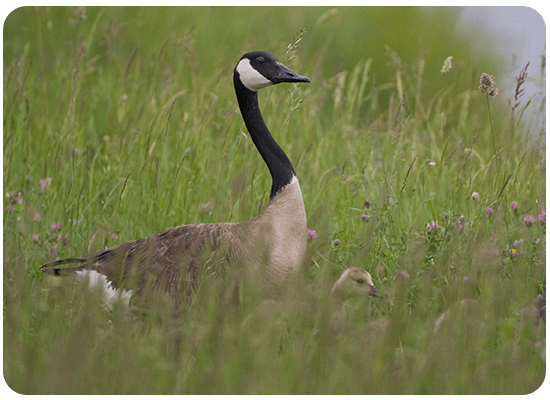 Canada Goose