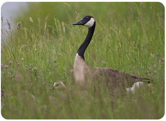 Canada Goose