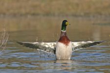 Canard-Colvert_01