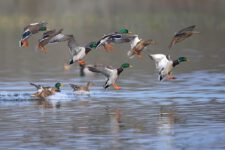 Canard-Colvert_07