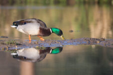 Canard-Colvert_10