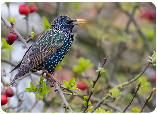 European Starling