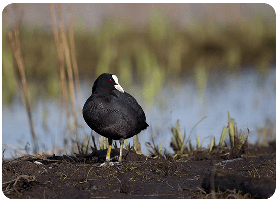 Eurasian Coot