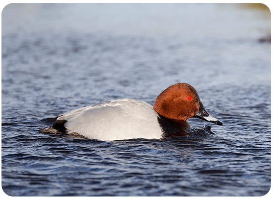 Common Pochard