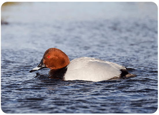 Common Pochard