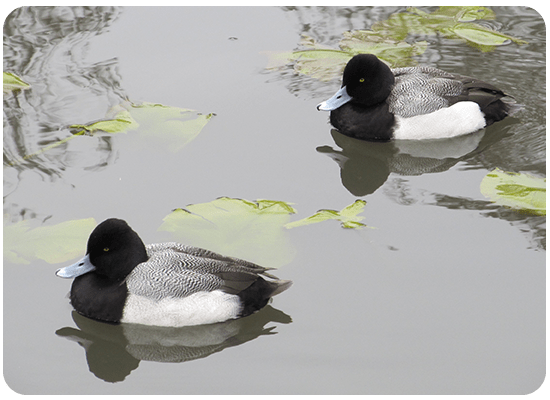 Greater Scaup