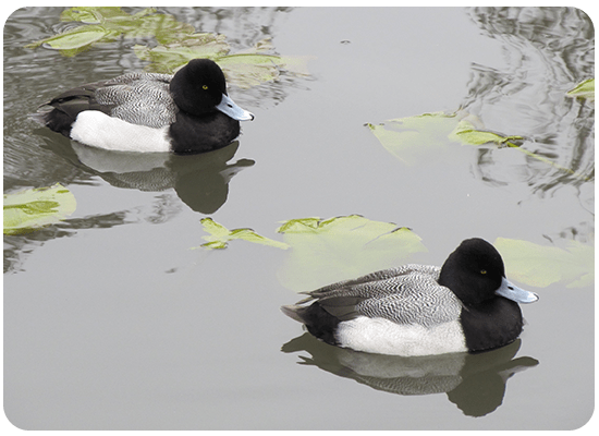 Greater Scaup