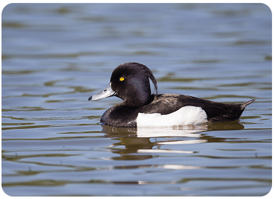 Fuligule Morillon