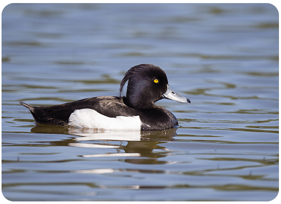 Tufted Duck