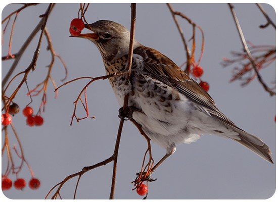 Fieldfare