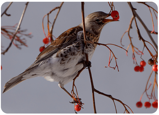 Fieldfare