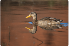 canard-colvert