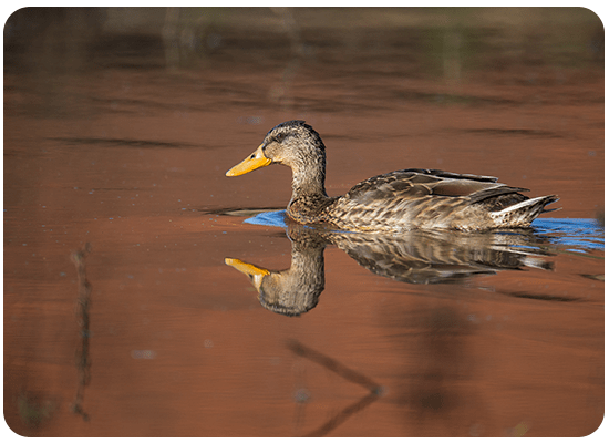 Canard Colvert