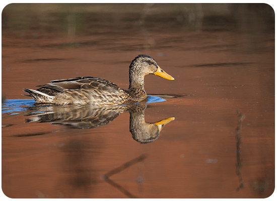 Canard Colvert