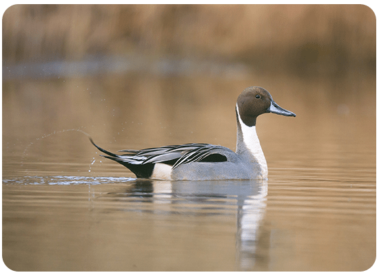 Girouette le canard Pilet