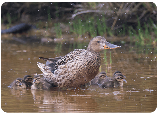 Canard Souchet