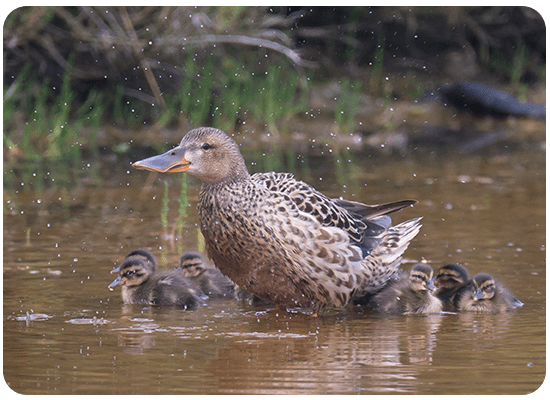 Canard Souchet