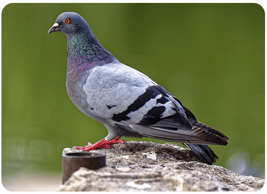 Pigeon Biset