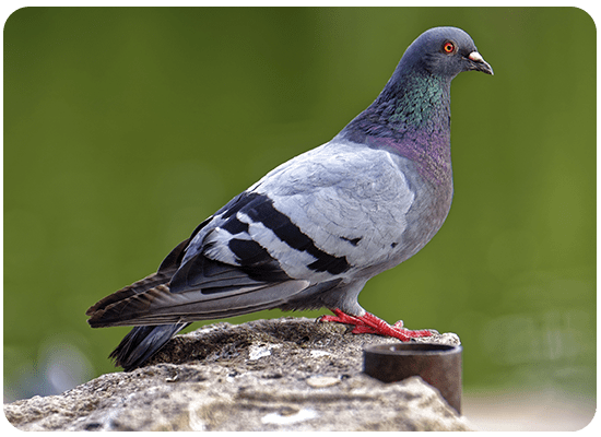 Pigeon Biset