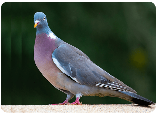 Wood Pigeon