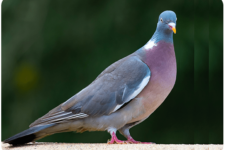 pigeon_ramier_verso