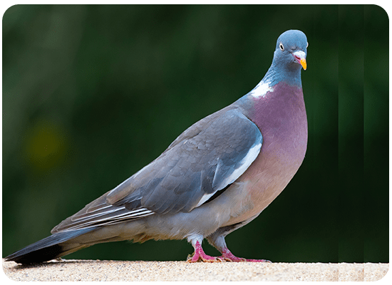 Wood Pigeon