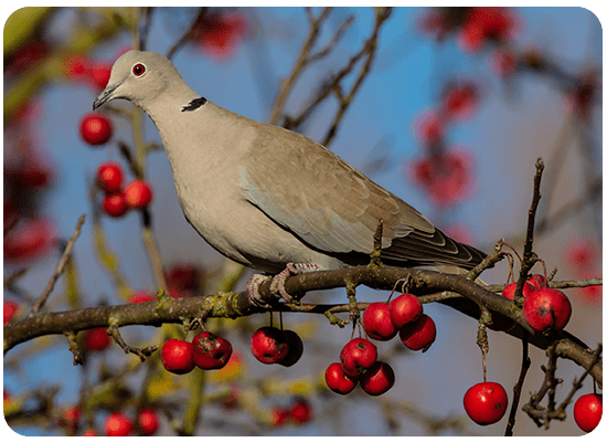 Collared Dove