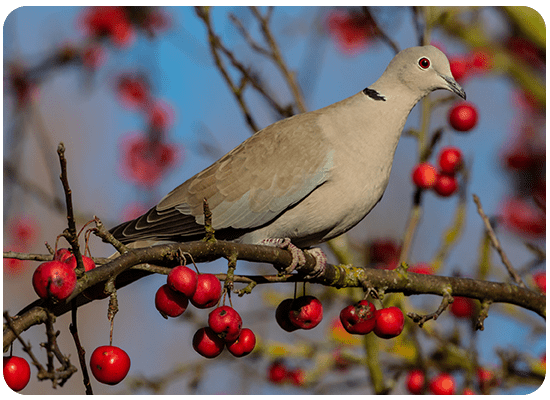 Collared Dove