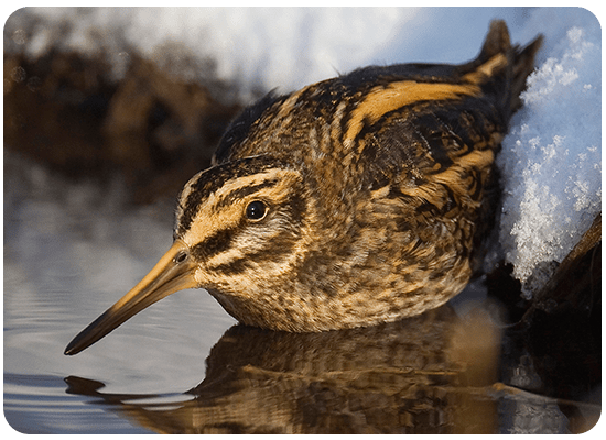 Jack Snipe