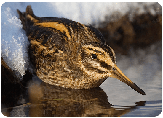 Jack Snipe