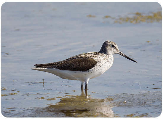 Common Greenshank