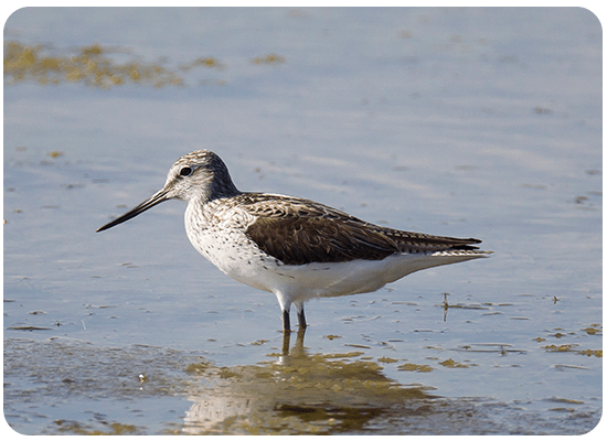 Common Greenshank