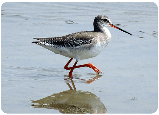 Spotted Redshank