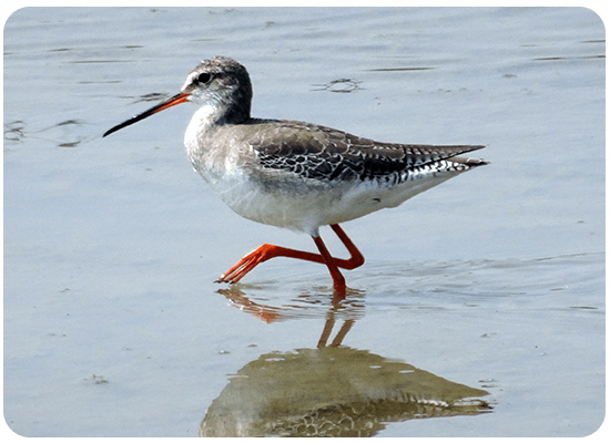 Spotted Redshank