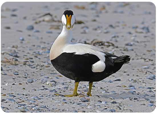 Eider à Duvet