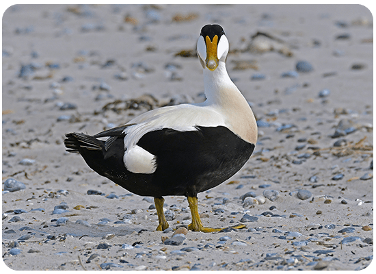 Common Eider