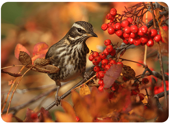 Redwing