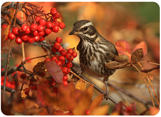 Redwing