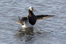 Harelde boréale, Harelde de Miquelon,
Clangula hyemalis, Long tailed Duck