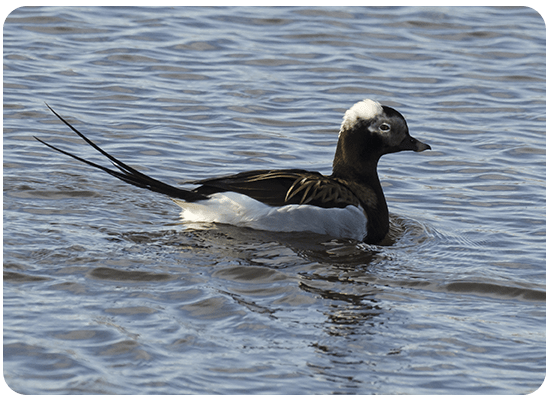 Long-tailed Duck