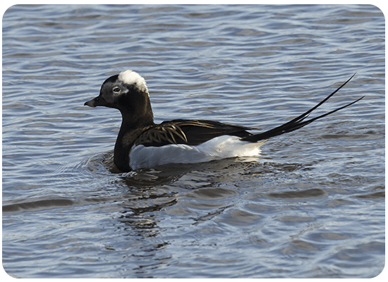 Long-tailed Duck