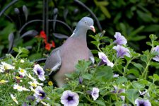 Pigeon_Ramier-01